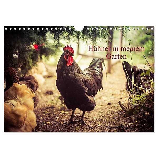 Hühner in meinem Garten (Wandkalender 2024 DIN A4 quer), CALVENDO Monatskalender, Manuela Meyer