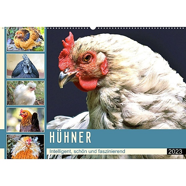 Hühner. Intelligent, schön und faszinierend (Wandkalender 2023 DIN A2 quer), Rose Hurley