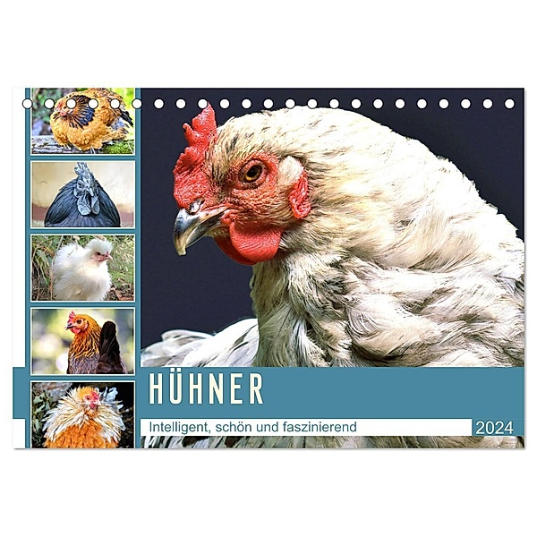 Hühner. Intelligent, schön und faszinierend (Tischkalender 2024 DIN A5 quer), CALVENDO Monatskalender, Rose Hurley