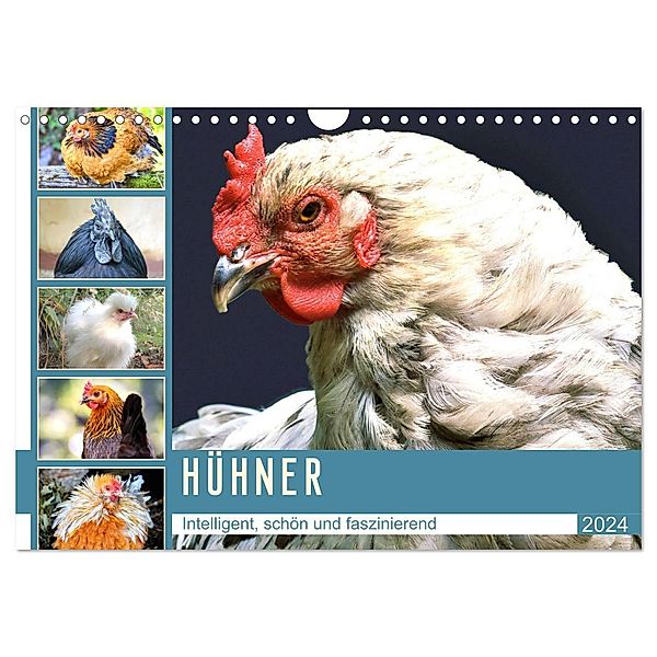 Hühner. Intelligent, schön und faszinierend (Wandkalender 2024 DIN A4 quer), CALVENDO Monatskalender, Rose Hurley