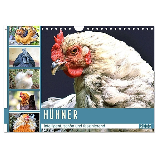 Hühner. Intelligent, schön und faszinierend (Wandkalender 2025 DIN A4 quer), CALVENDO Monatskalender, Calvendo, Rose Hurley