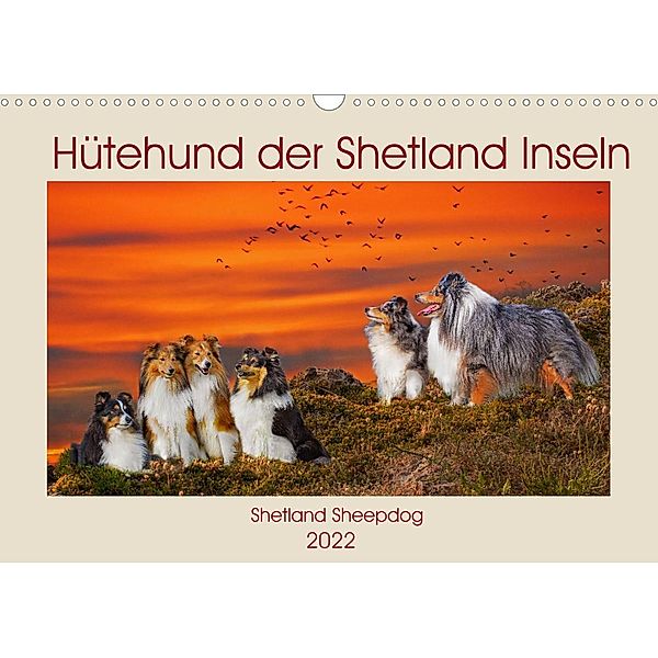 Hütehund der Shetland Inseln - Shetland Sheepdog (Wandkalender 2022 DIN A3 quer), Sigrid Starick