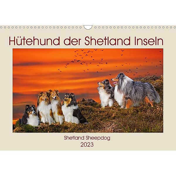 Hütehund der Shetland Inseln - Shetland Sheepdog (Wandkalender 2023 DIN A3 quer), Sigrid Starick