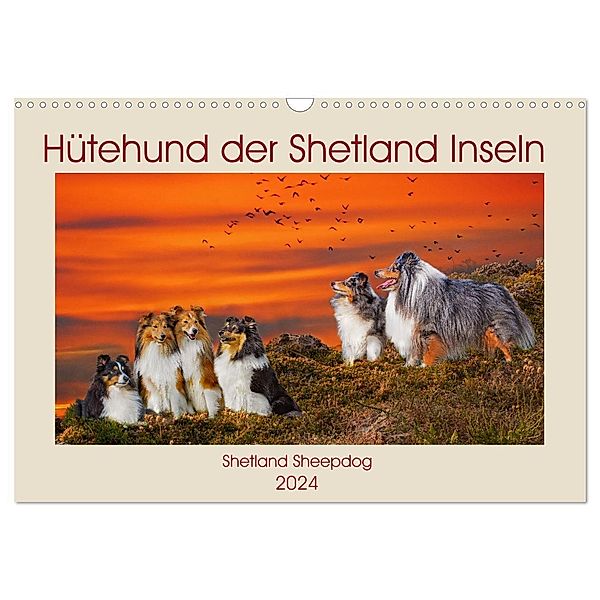 Hütehund der Shetland Inseln - Shetland Sheepdog (Wandkalender 2024 DIN A3 quer), CALVENDO Monatskalender, Sigrid Starick