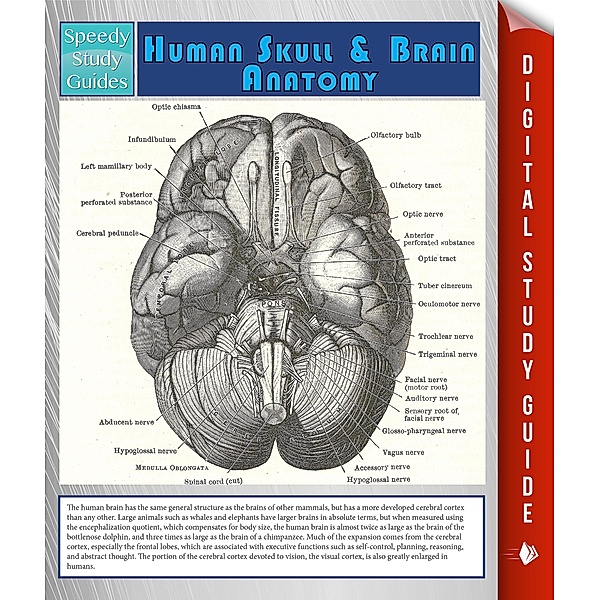 Human Skull And Brain Anatomy (Speedy Study Guide) / Dot EDU, Speedy Publishing
