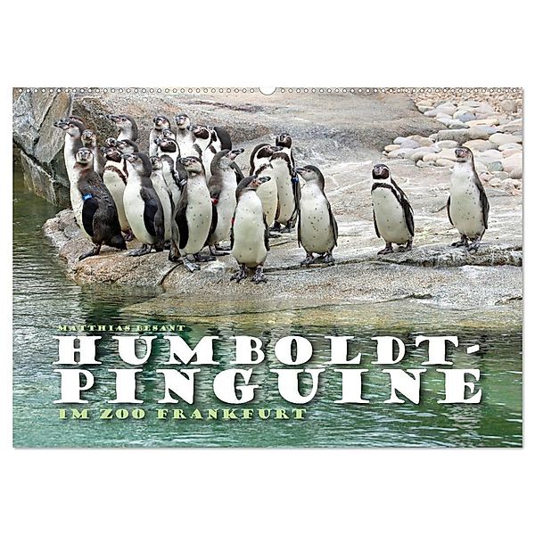 HUMBOLDTPINGUINE (Wandkalender 2024 DIN A2 quer), CALVENDO Monatskalender, Matthias Besant