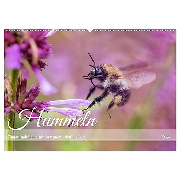 Hummeln - Flugaufnahmen eines faszinierenden Insekts (Wandkalender 2024 DIN A2 quer), CALVENDO Monatskalender, Calvendo, Christian Müller