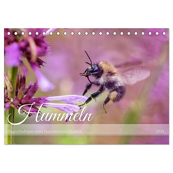 Hummeln - Flugaufnahmen eines faszinierenden Insekts (Tischkalender 2024 DIN A5 quer), CALVENDO Monatskalender, Calvendo, Christian Müller