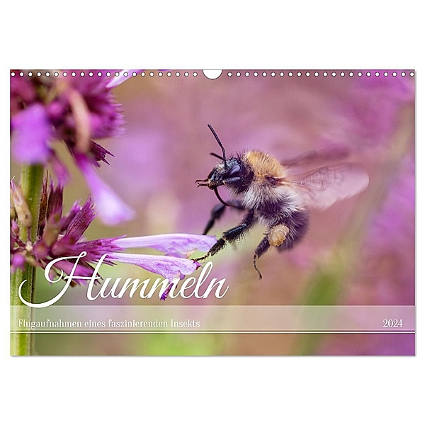 Hummeln - Flugaufnahmen eines faszinierenden Insekts (Wandkalender 2024 DIN A3 quer), CALVENDO Monatskalender, Calvendo, Christian Müller
