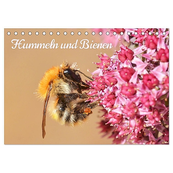 Hummeln und Bienen (Tischkalender 2024 DIN A5 quer), CALVENDO Monatskalender, Stephanie Kohrt