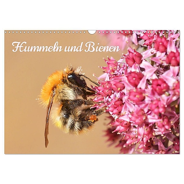 Hummeln und Bienen (Wandkalender 2024 DIN A3 quer), CALVENDO Monatskalender, Stephanie Kohrt