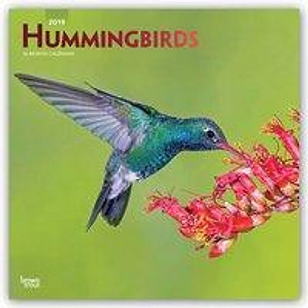 Hummingbirds - Kolibris 2019 - 18-Monatskalender