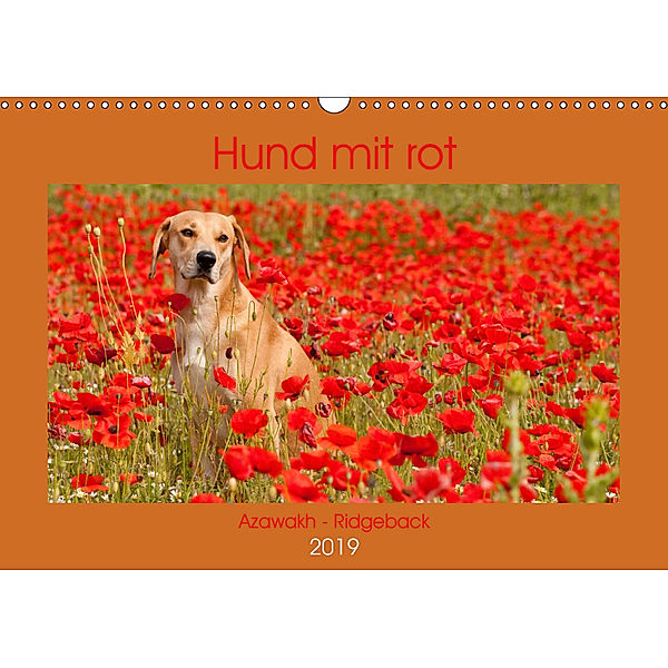 Hund mit rot - Azawakh - Ridgeback (Wandkalender 2019 DIN A3 quer), Meike Bölts