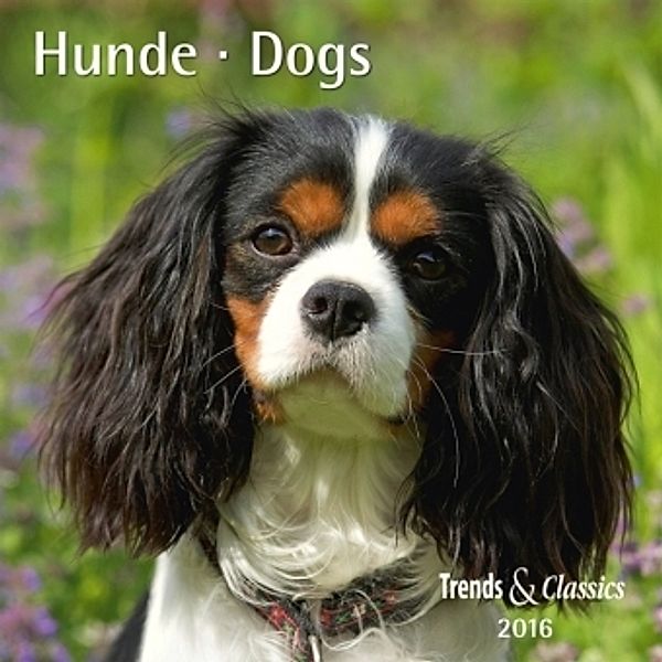 Hunde 2016. Dogs