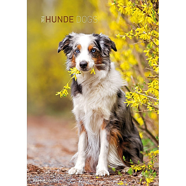 Hunde 2016. Dogs