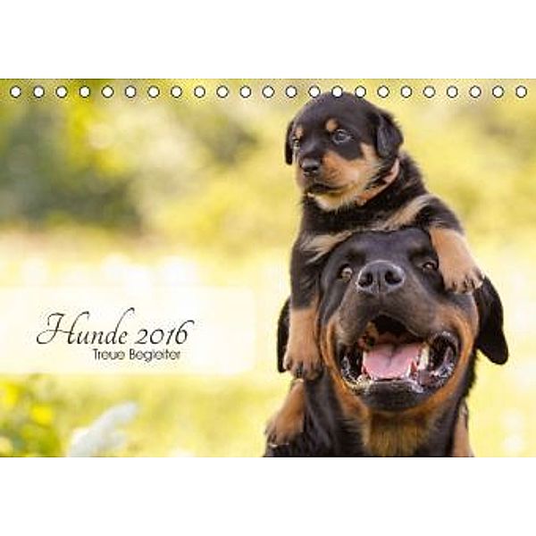 Hunde 2016 - Treue Begleiter (Tischkalender 2016 DIN A5 quer), Janice Pohle