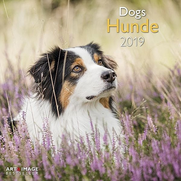 Hunde 2019