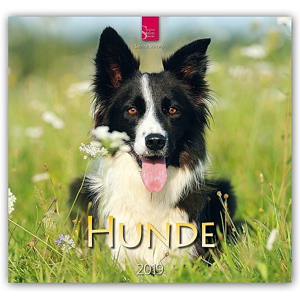 Hunde 2019