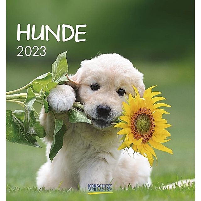 Hunde 2023 - Kalender jetzt günstig bei Weltbild.de bestellen