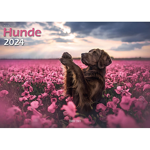 Hunde 2024 Bildkalender A3 quer - Natalie Große