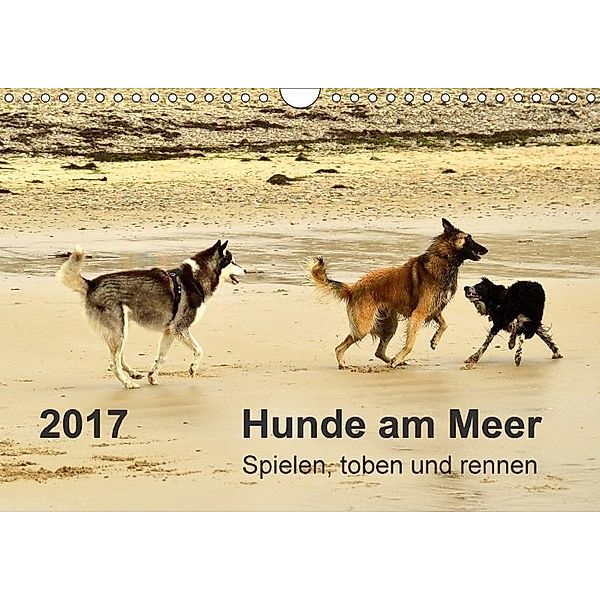 Hunde am Meer - Spielen, toben und rennen (Wandkalender 2017 DIN A4 quer), Dirk Walter