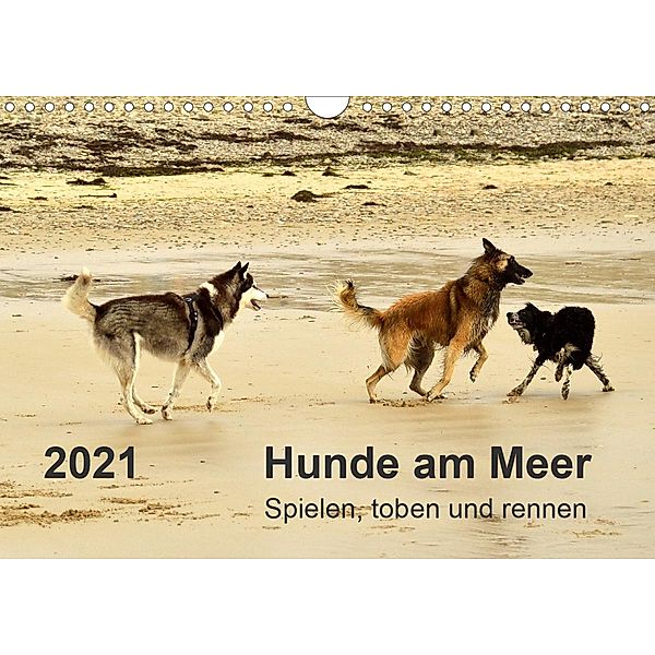 Hunde am Meer - Spielen, toben und rennen (Wandkalender 2021 DIN A4 quer), Dirk Walter