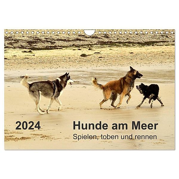 Hunde am Meer - Spielen, toben und rennen (Wandkalender 2024 DIN A4 quer), CALVENDO Monatskalender, Dirk Walter