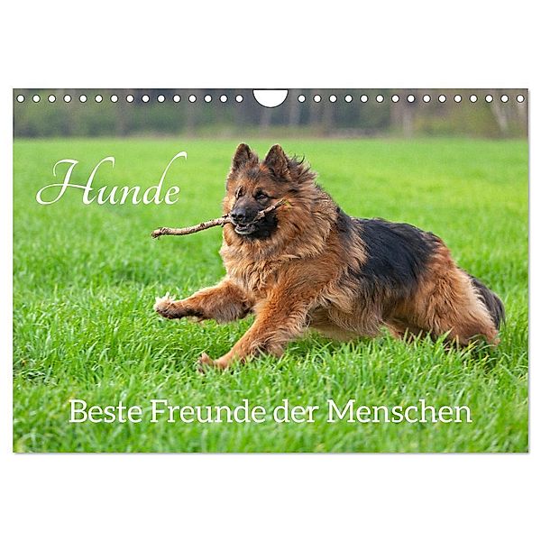 Hunde - Beste Freunde der Menschen (Wandkalender 2024 DIN A4 quer), CALVENDO Monatskalender, Siegfried Kuttig