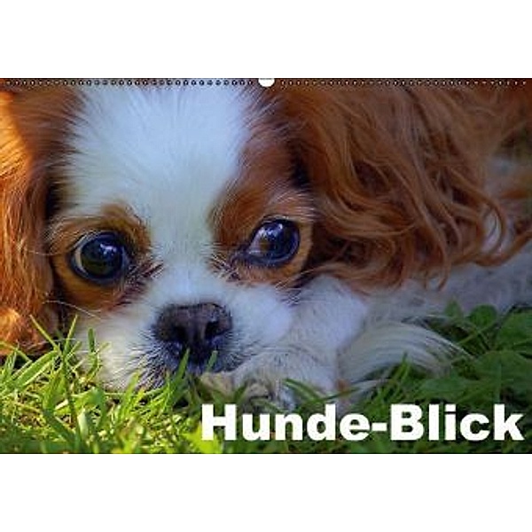 Hunde - Blick (Wandkalender 2015 DIN A2 quer), Rainer Nowak
