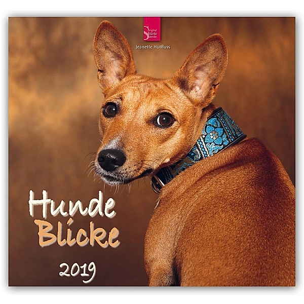 Hunde Blicke 2019