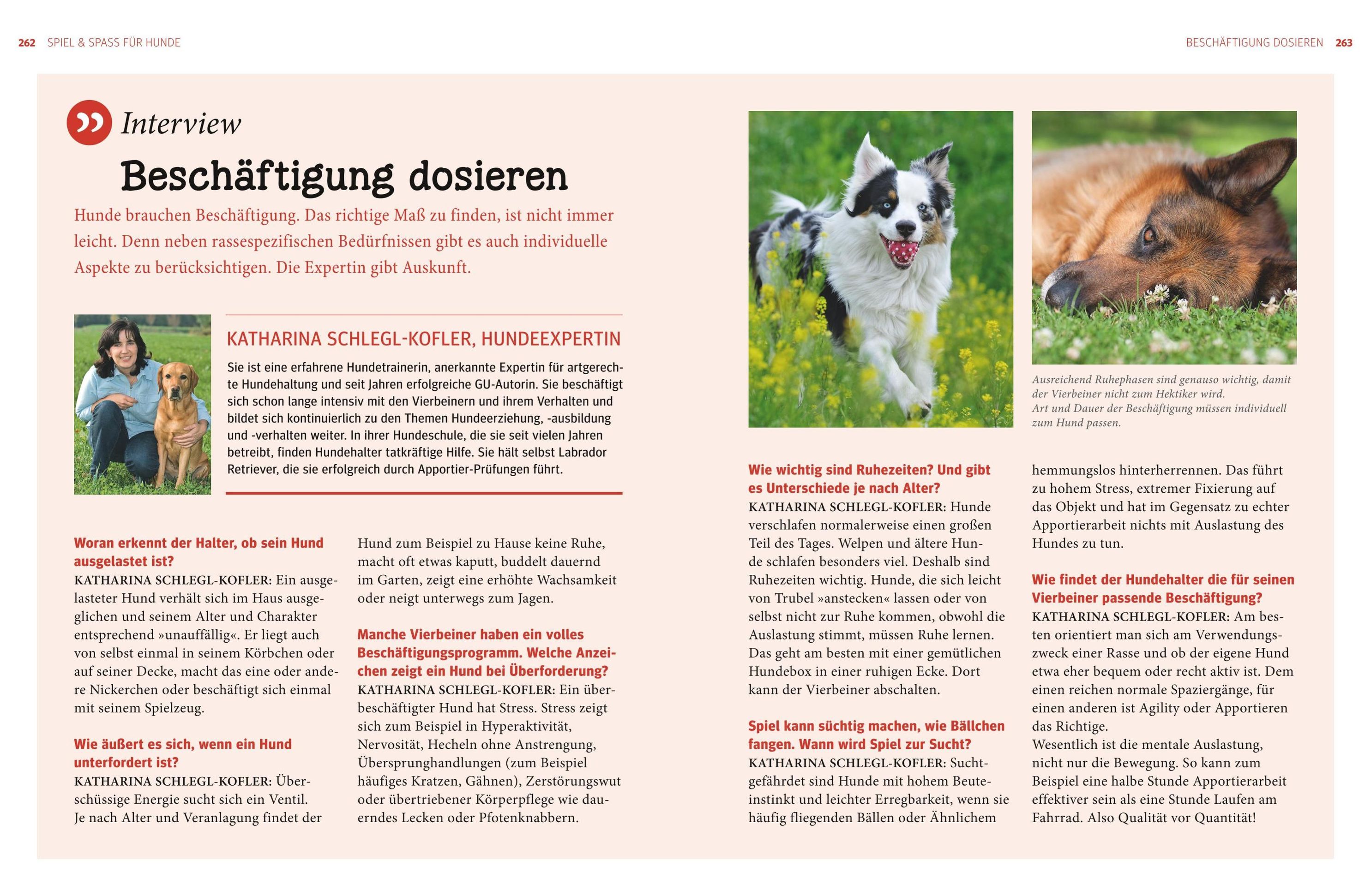 Hunde - Das grosse Praxishandbuch Buch bei Weltbild.ch bestellen