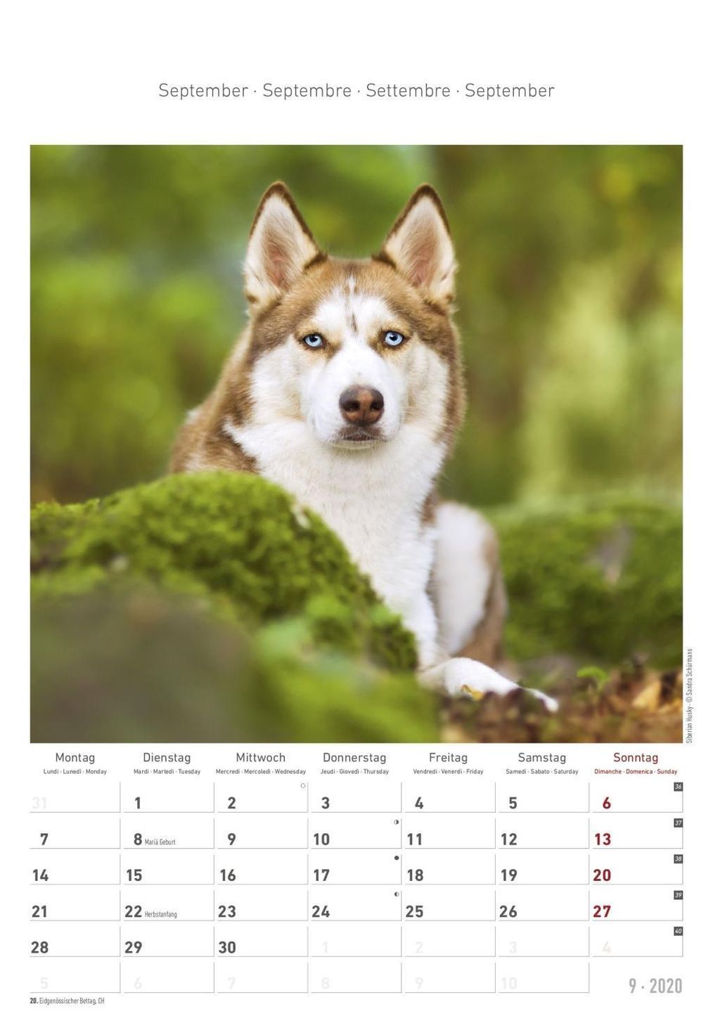 Hunde Dogs 2020 - Kalender günstig bei Weltbild.de bestellen