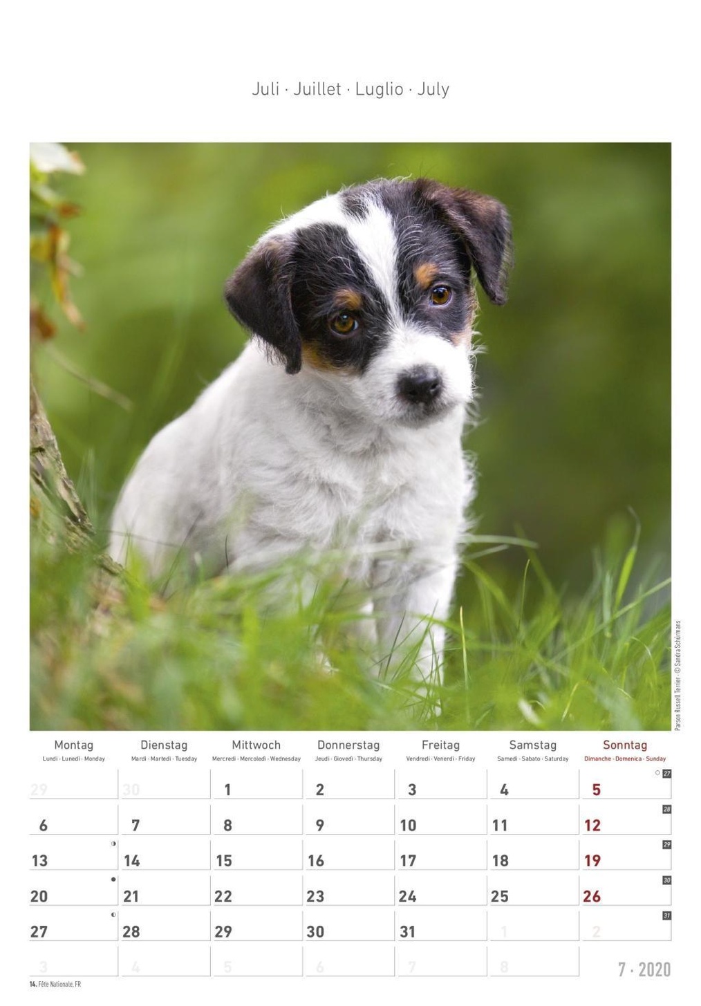 koncert missil høflighed Hunde Dogs 2020 - Kalender günstig bei Weltbild.de bestellen