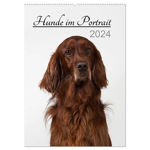 Hunde im Portrait (Wandkalender 2024 DIN A2 hoch), CALVENDO Monatskalender, Heidi Bollich