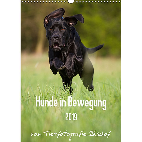 Hunde in Bewegung 2019 von Tierfotografie Bischof (Wandkalender 2019 DIN A3 hoch), Tierfotografie Bischof