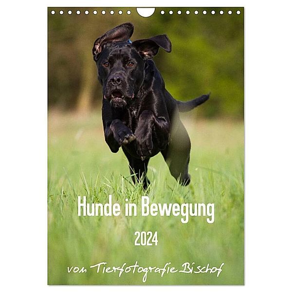 Hunde in Bewegung 2024 von Tierfotografie Bischof (Wandkalender 2024 DIN A4 hoch), CALVENDO Monatskalender, Tierfotografie Bischof