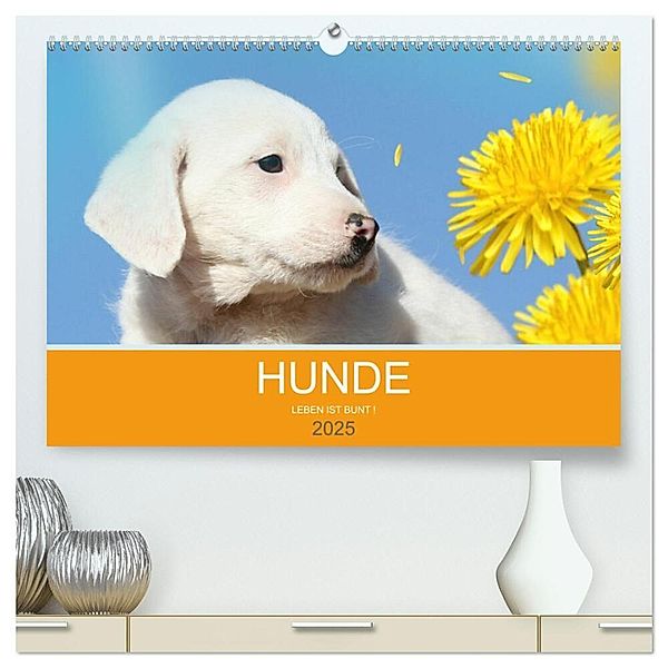 HUNDE LEBEN IST BUNT (hochwertiger Premium Wandkalender 2025 DIN A2 quer), Kunstdruck in Hochglanz, Calvendo, Petra Eckerl Tierfotografie