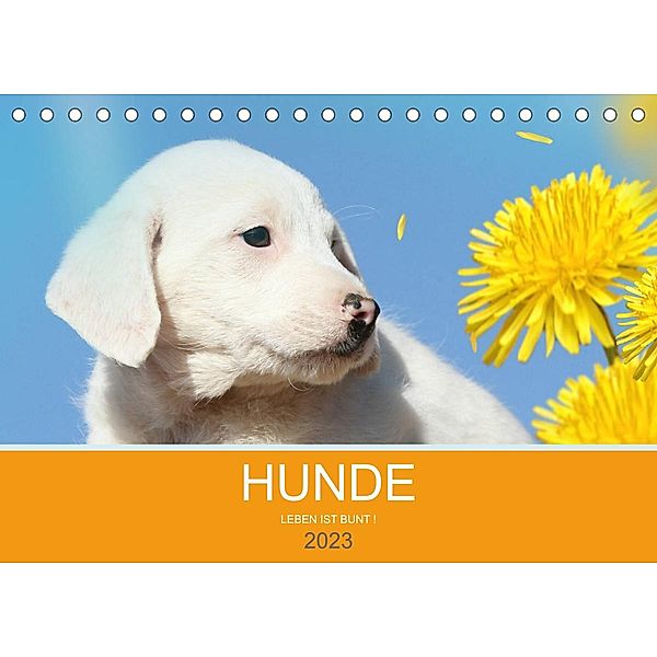 HUNDE LEBEN IST BUNT (Tischkalender 2023 DIN A5 quer), Petra Eckerl Tierfotografie