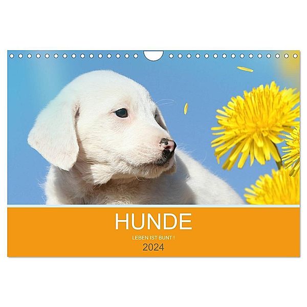 HUNDE LEBEN IST BUNT (Wandkalender 2024 DIN A4 quer), CALVENDO Monatskalender, Petra Eckerl Tierfotografie