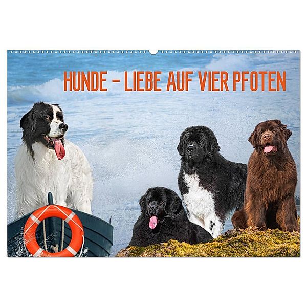 Hunde - Liebe auf vier Pfoten (Wandkalender 2024 DIN A2 quer), CALVENDO Monatskalender, Sigrid Starick