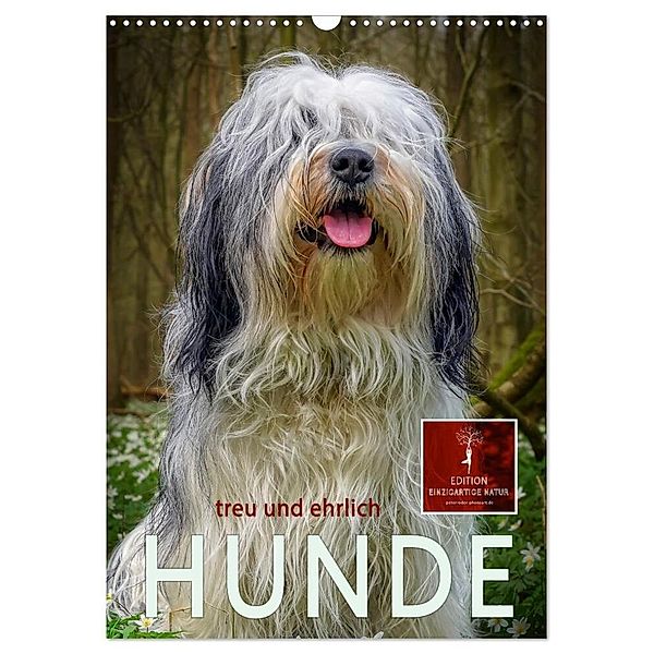 Hunde - treu und ehrlich (Wandkalender 2024 DIN A3 hoch), CALVENDO Monatskalender, Peter Roder