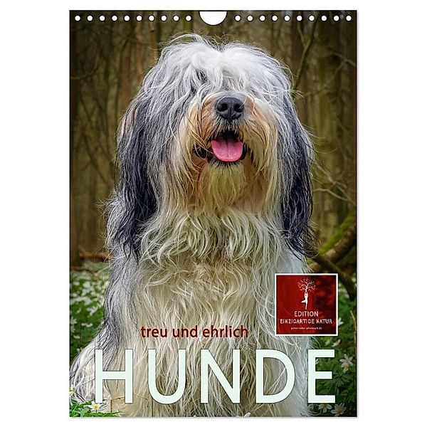 Hunde - treu und ehrlich (Wandkalender 2024 DIN A4 hoch), CALVENDO Monatskalender, Peter Roder