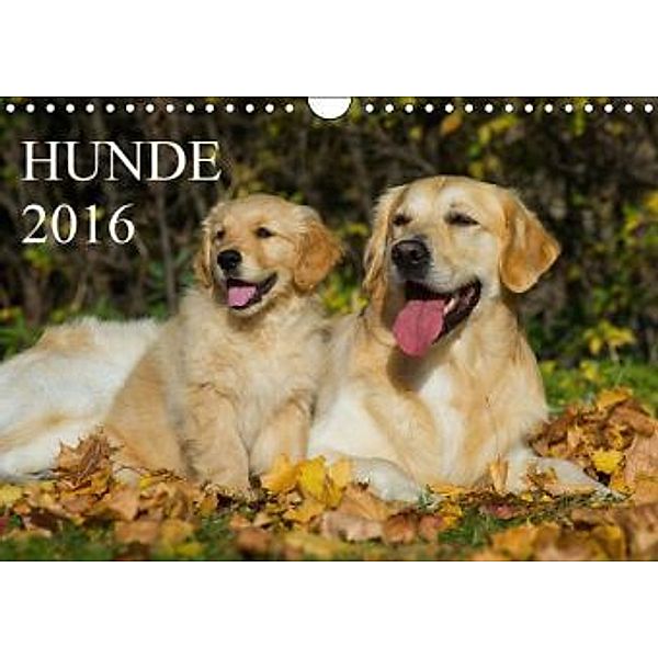 Hunde - Treue Freunde für's Leben (Wandkalender 2016 DIN A4 quer), Sigrid Starick