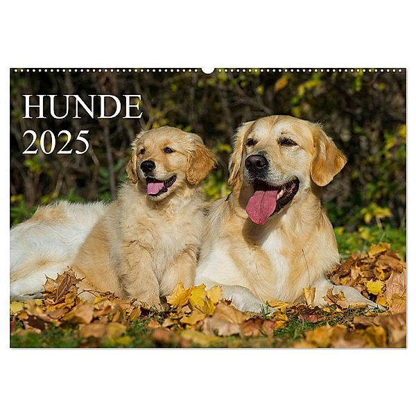 Hunde - Treue Freunde für´s Leben (Wandkalender 2025 DIN A2 quer), CALVENDO Monatskalender, Calvendo, Sigrid Starick