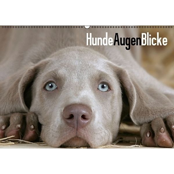 HundeAugenBlicke (Wandkalender 2015 DIN A2 quer), Petra Wegner