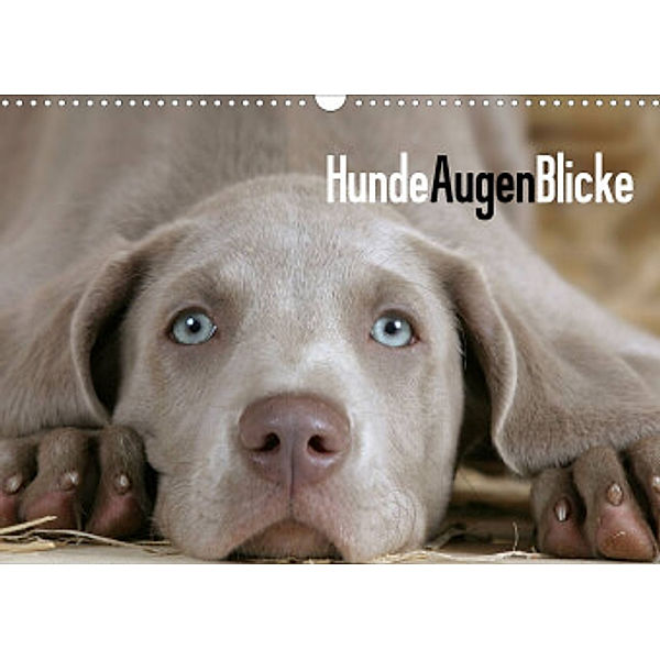 HundeAugenBlicke (Wandkalender 2022 DIN A3 quer), Petra Wegner