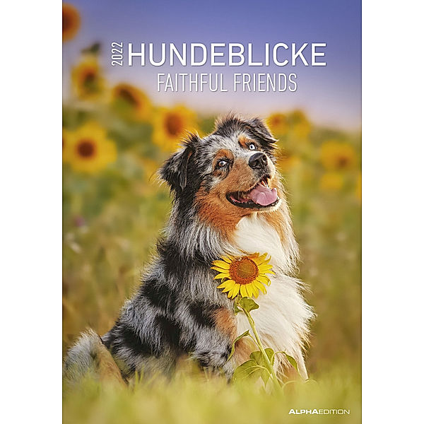 Hundeblicke 2022 - Bildkalender A3 (29,7x42 cm) - Faithful Friends - mit Feiertagen (DE/AT/CH) und Platz für Notizen - Wandplaner - Hundekalender