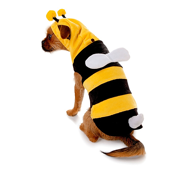 Hundekostüm Biene(Größe: M)