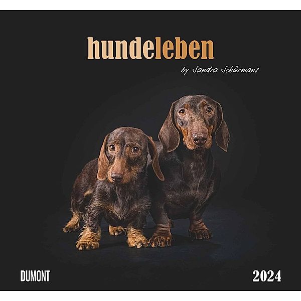 Hundeleben 2024 - DUMONT Wandkalender - mit den wichtigsten Feiertagen - Format 38,0 x 35,5 cm