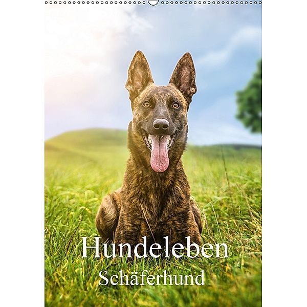 Hundeleben Schäferhund (Wandkalender 2018 DIN A2 hoch), Schuberts-Fotografie